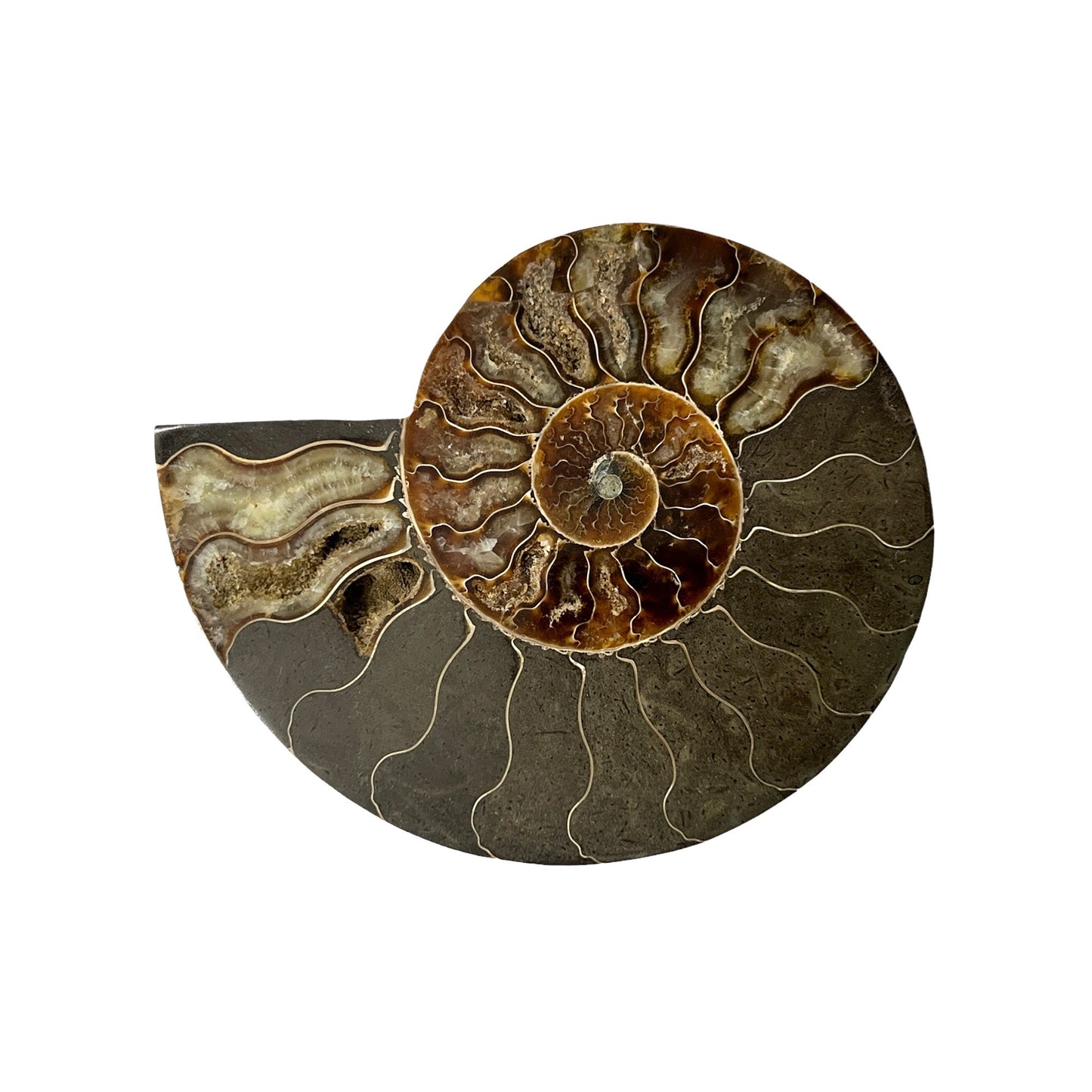 Ammonite Half (5-6")