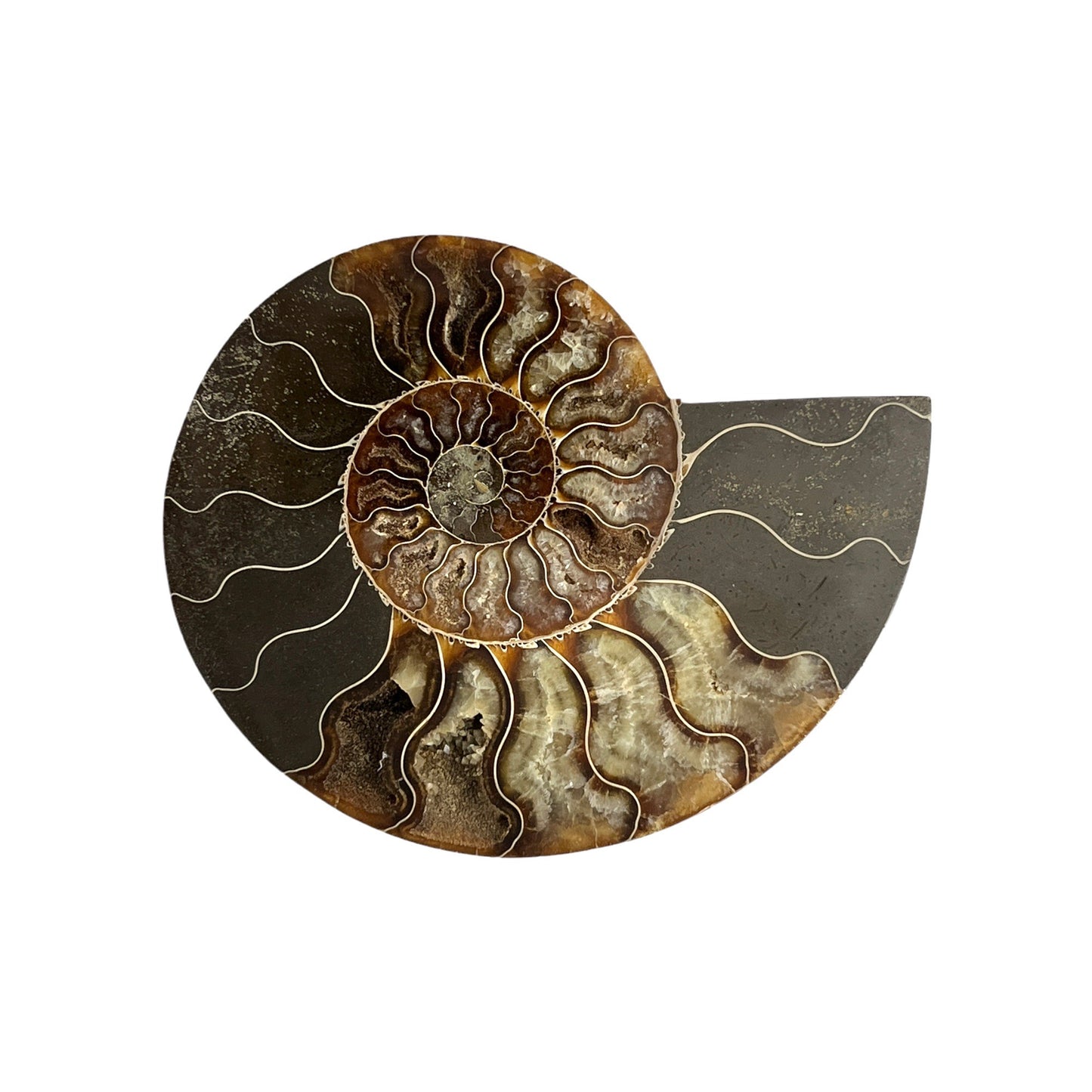 Ammonite Half (5-6")