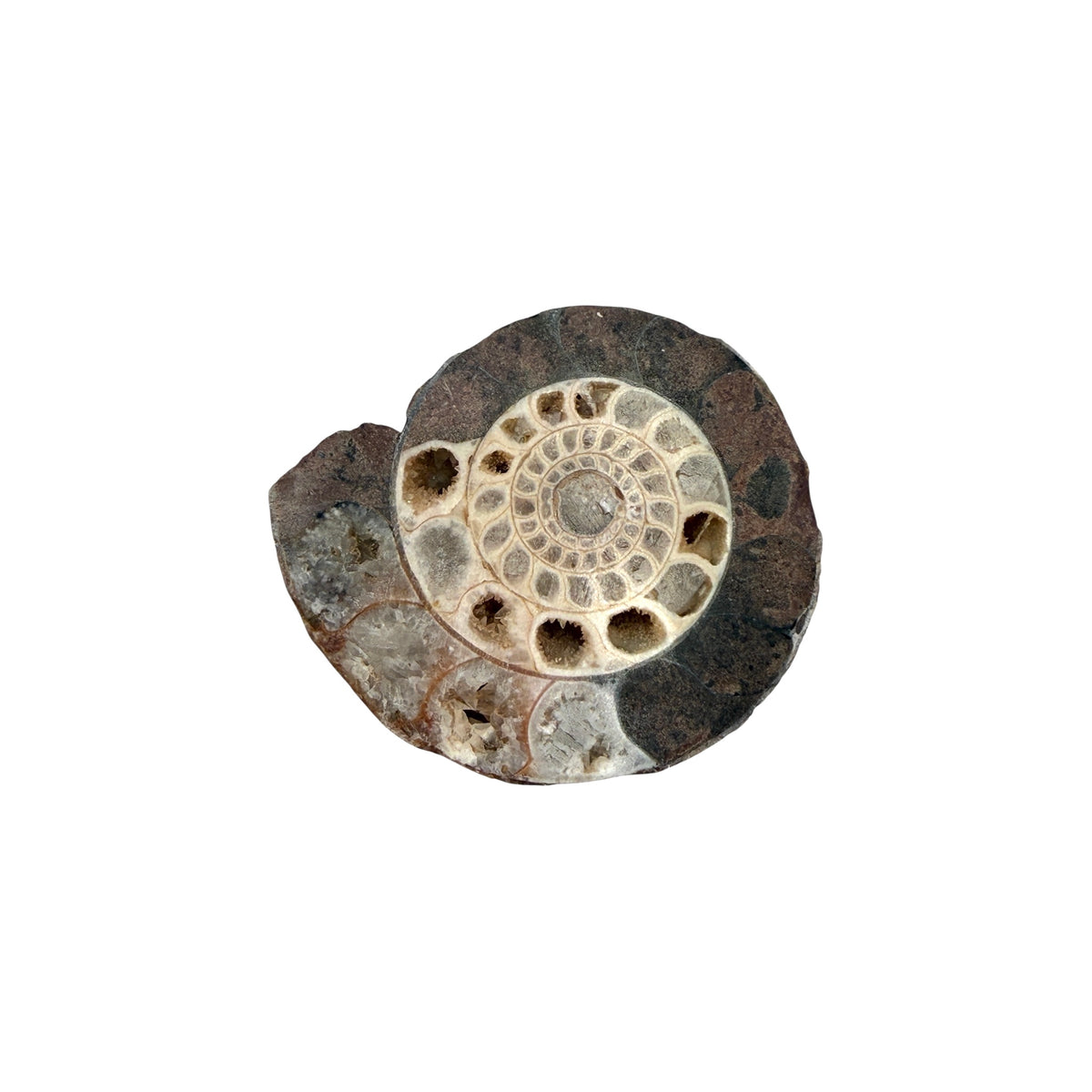 Ammonite (Indonesian)
