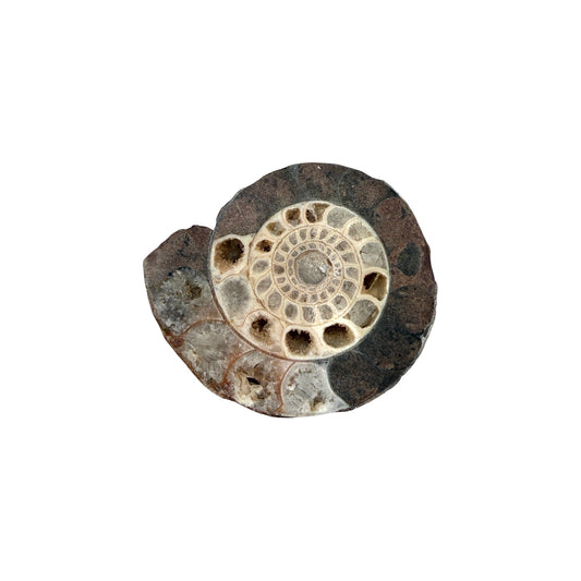 Ammonite (Indonesian)