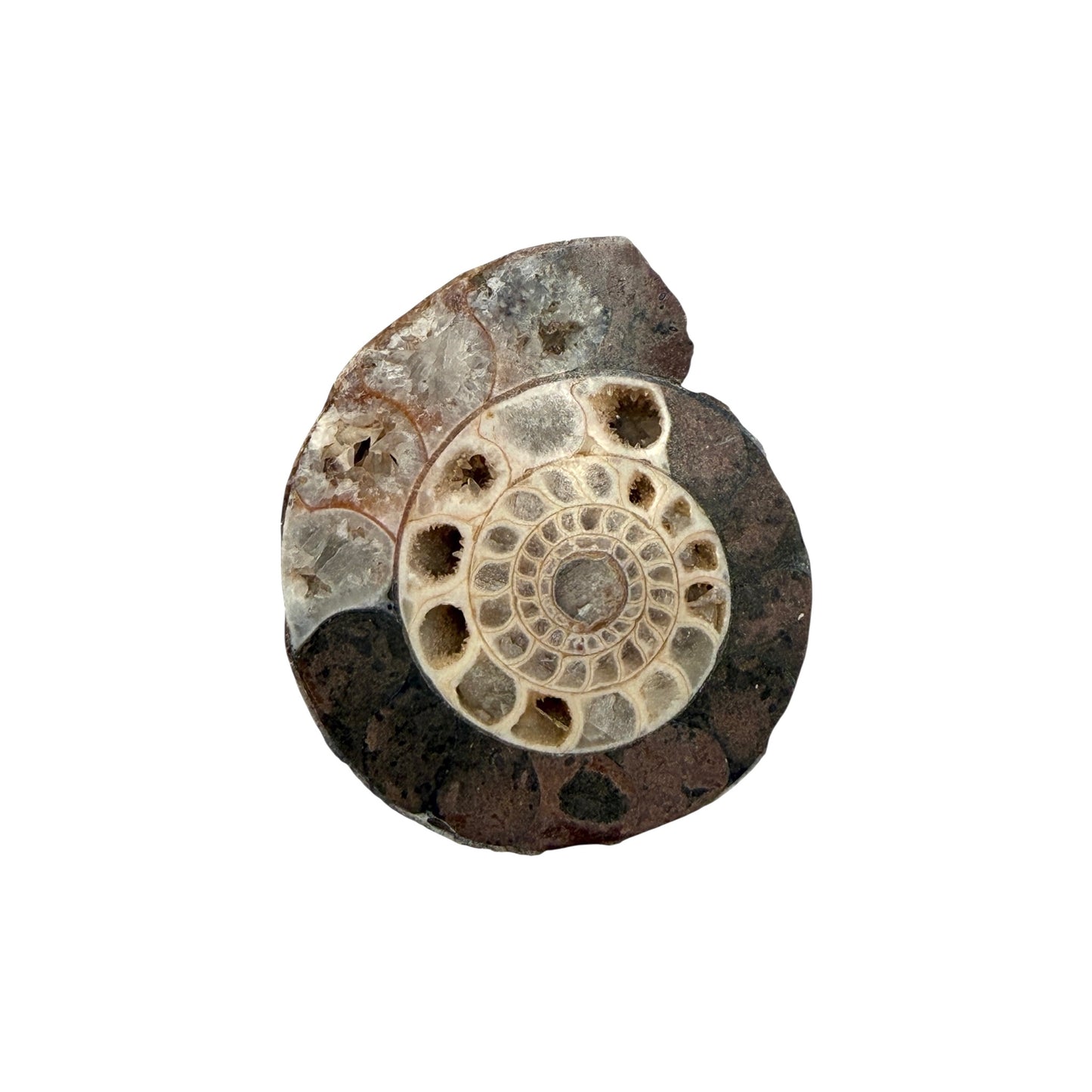 Ammonite (Indonesian)