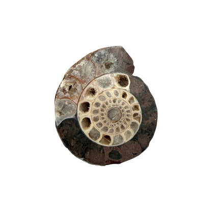 Ammonite (Indonesian)
