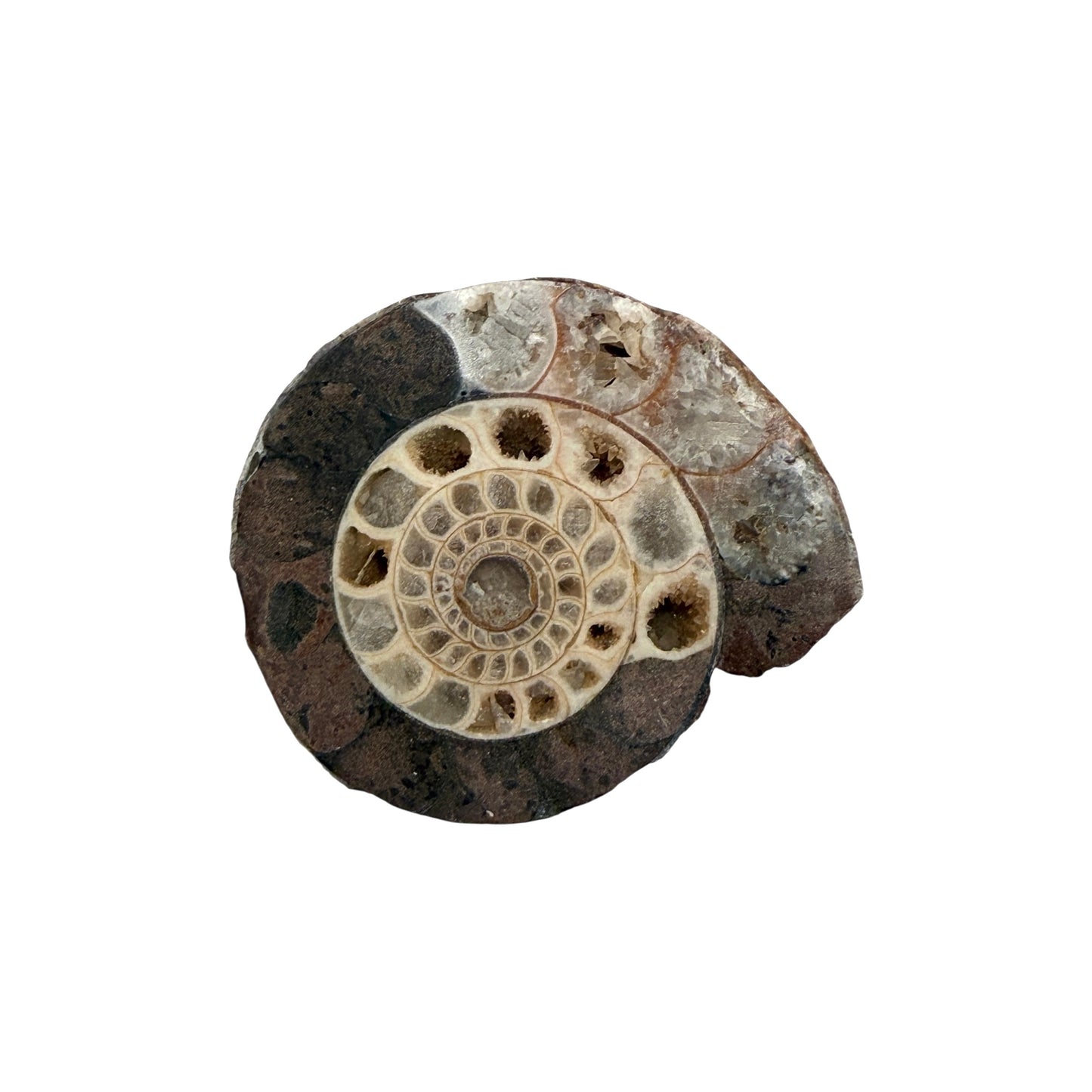 Ammonite (Indonesian)