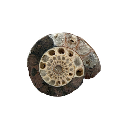 Ammonite (Indonesian)