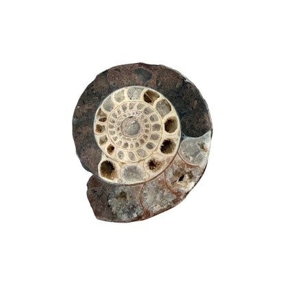 Ammonite (Indonesian)
