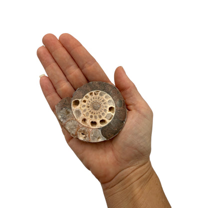 Ammonite (Indonesian)