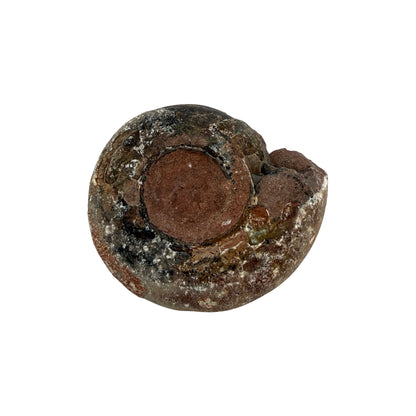 Ammonite (Indonesian)