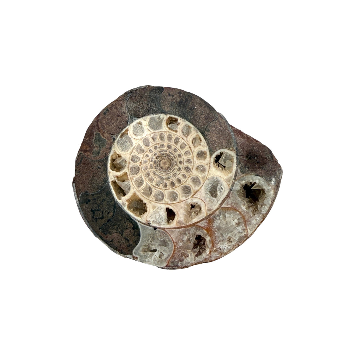 Ammonite (Indonesian)