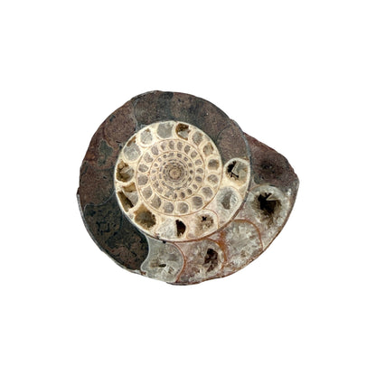 Ammonite (Indonesian)