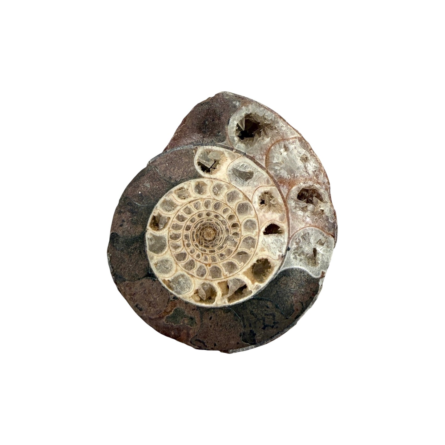 Ammonite (Indonesian)