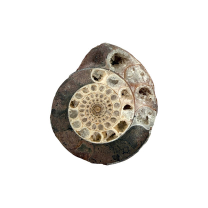 Ammonite (Indonesian)
