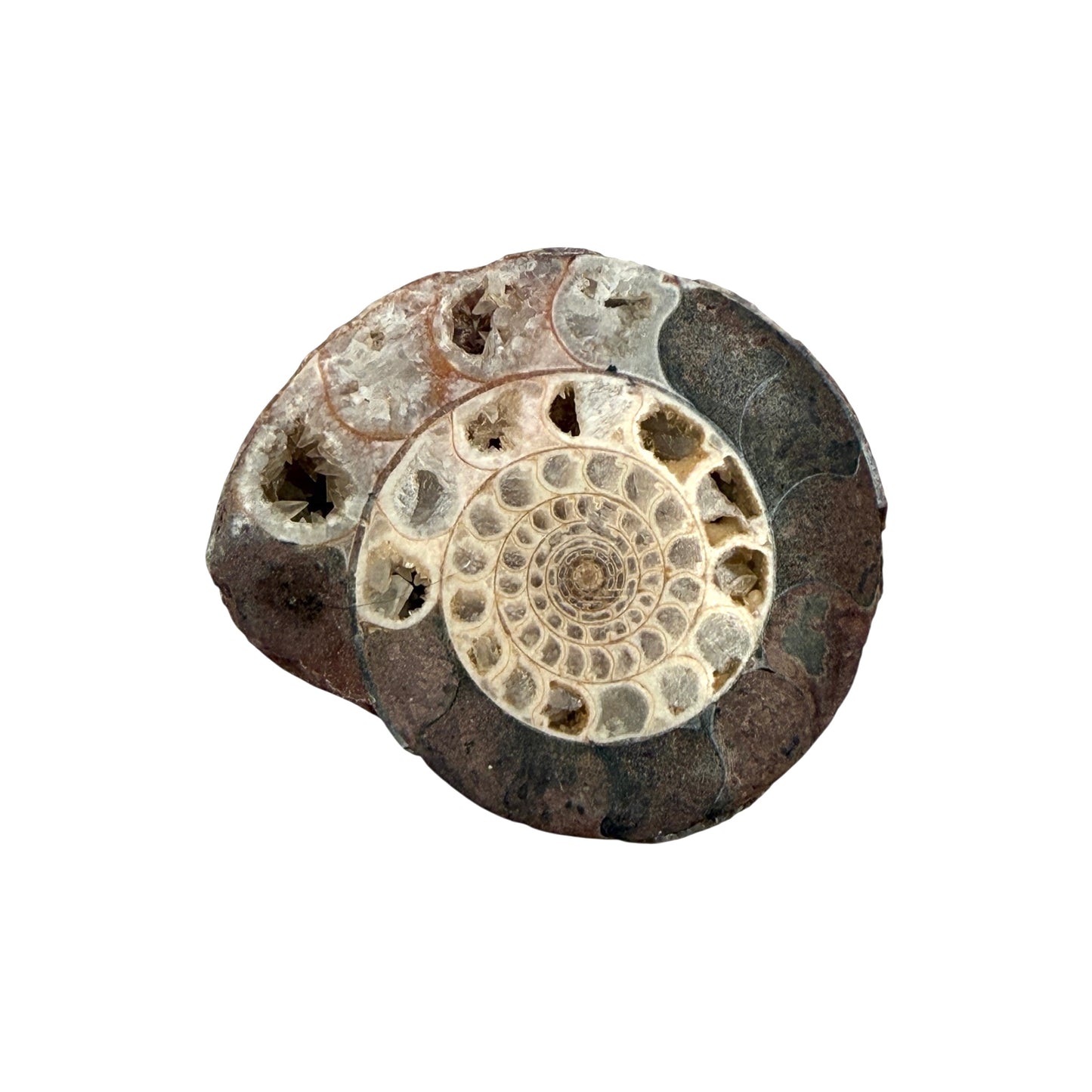 Ammonite (Indonesian)