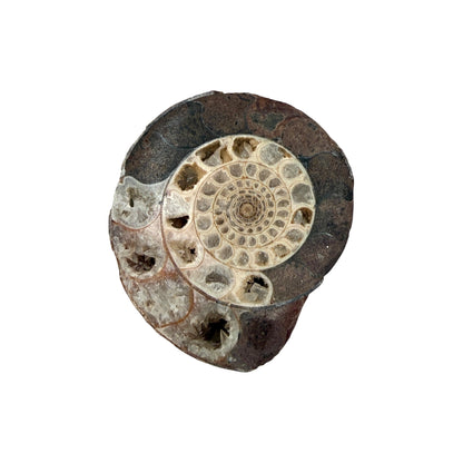 Ammonite (Indonesian)