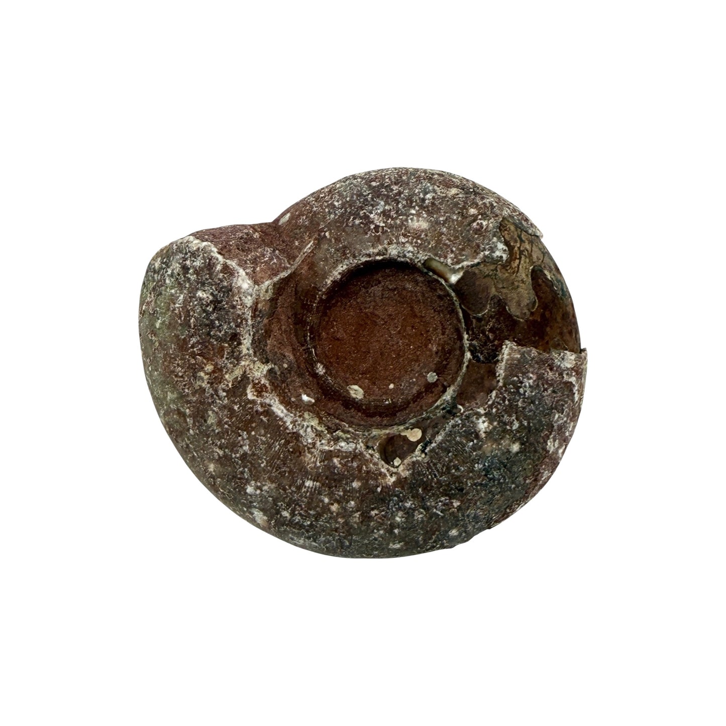 Ammonite (Indonesian)