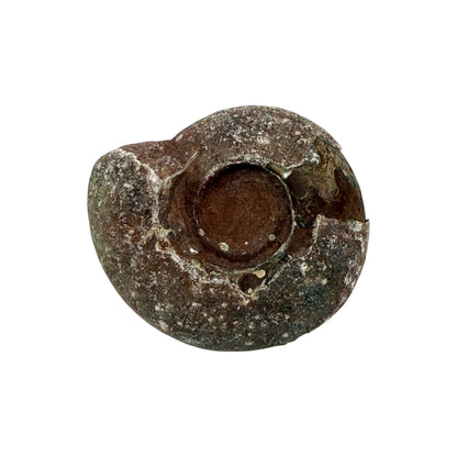 Ammonite (Indonesian)