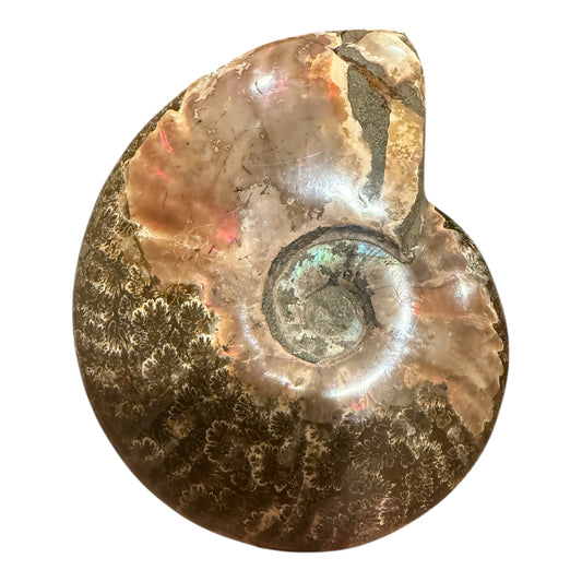 Fire Ammonite (6")