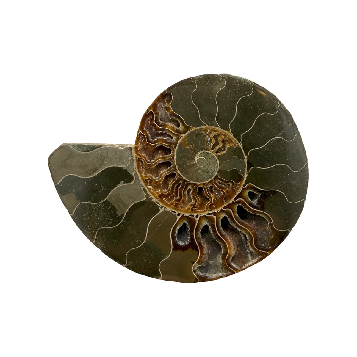 Ammonite Half (5-6")
