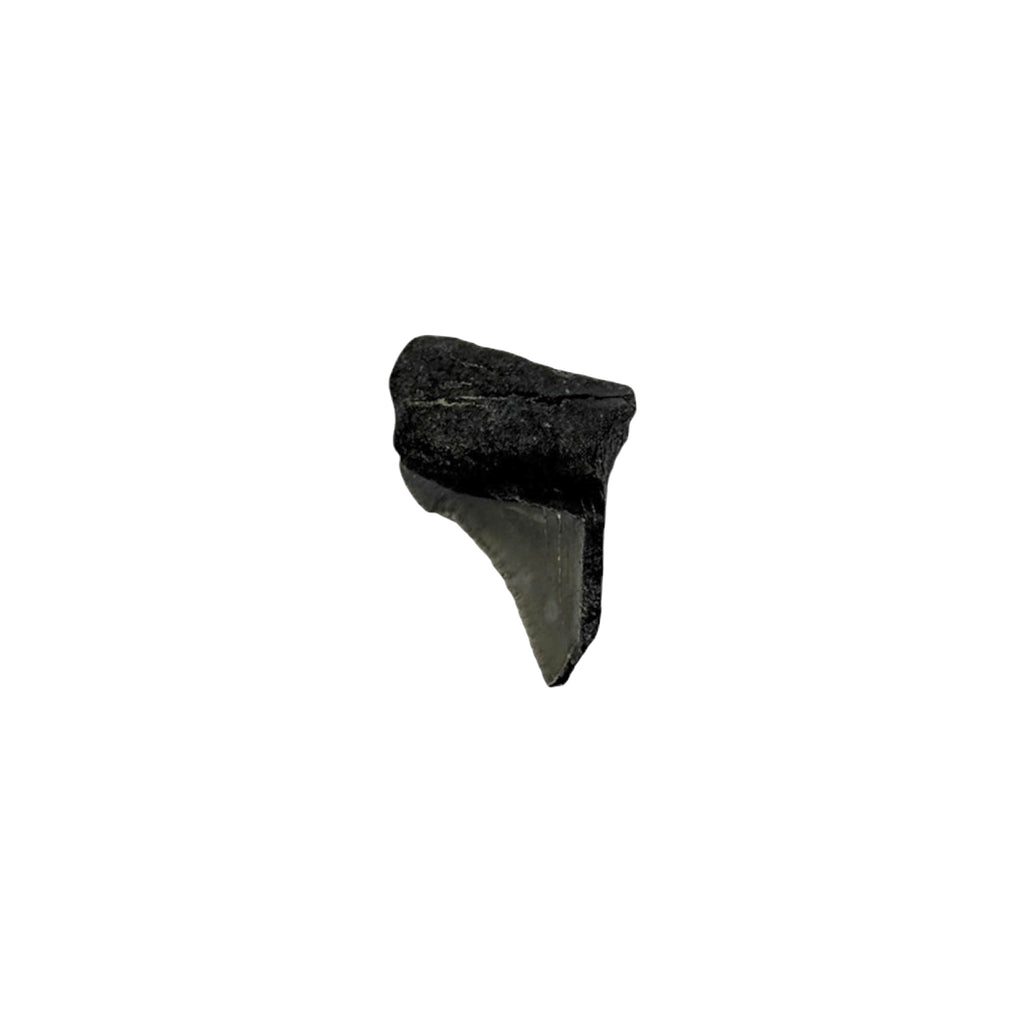 Fossil Shark Tooth (Angustidens Fragment)