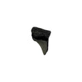 Fossil Shark Tooth (Angustidens Fragment)