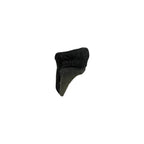 Fossil Shark Tooth (Angustidens Fragment)