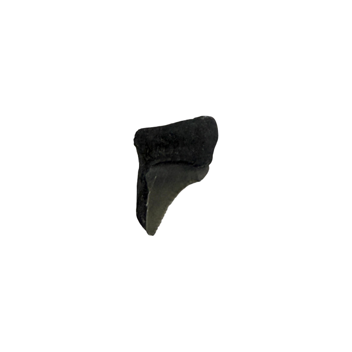 Fossil Shark Tooth (Angustidens Fragment)