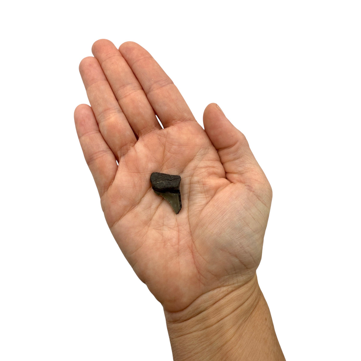 Fossil Shark Tooth (Angustidens Fragment)