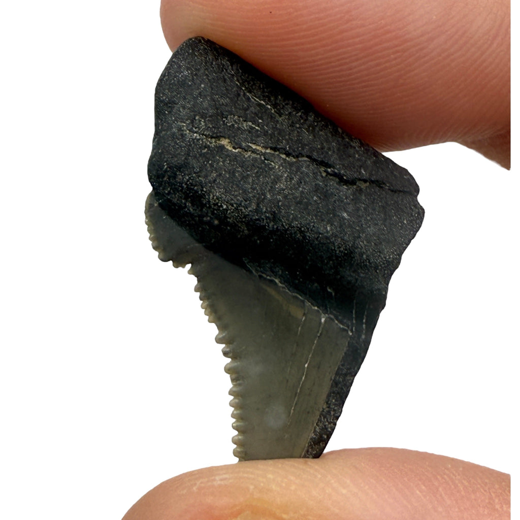 Fossil Shark Tooth (Angustidens Fragment)