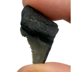 Fossil Shark Tooth (Angustidens Fragment)