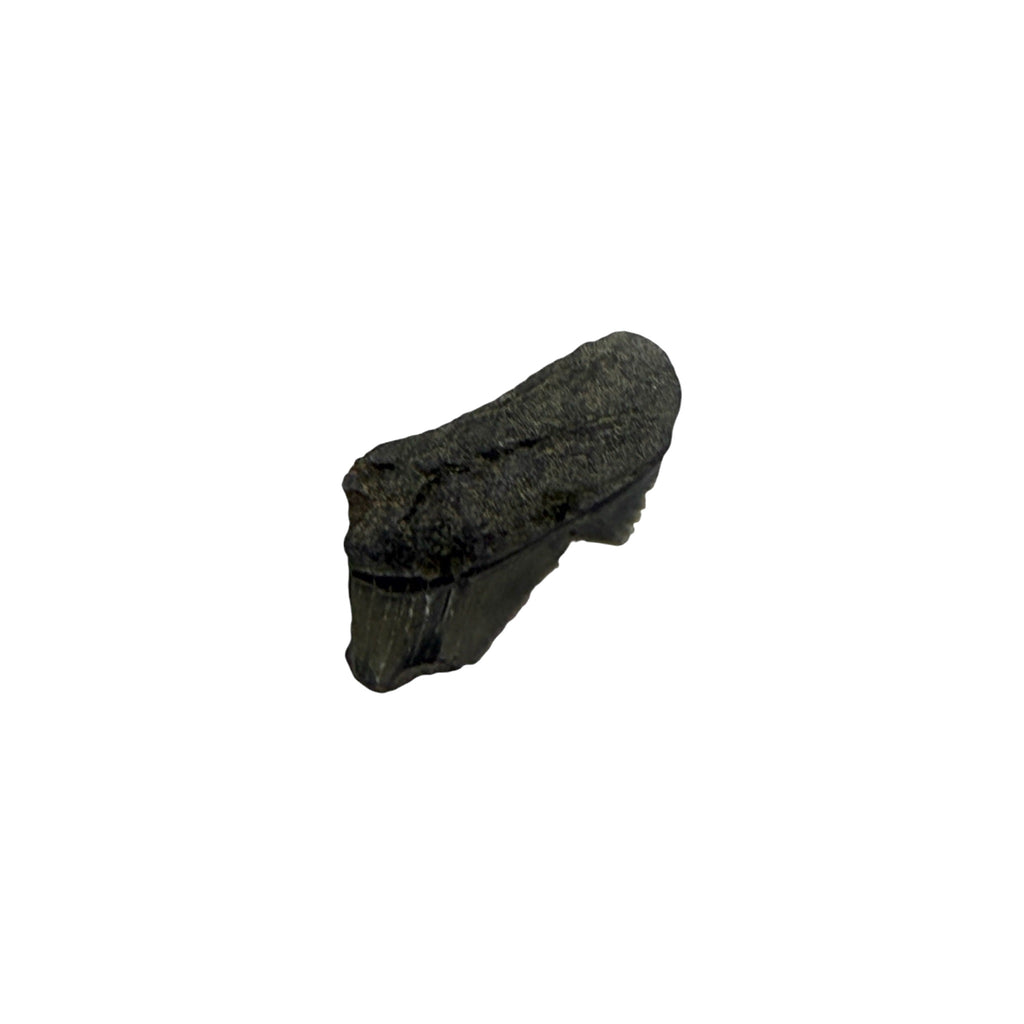 Fossil Shark Tooth (Angustidens Fragment)