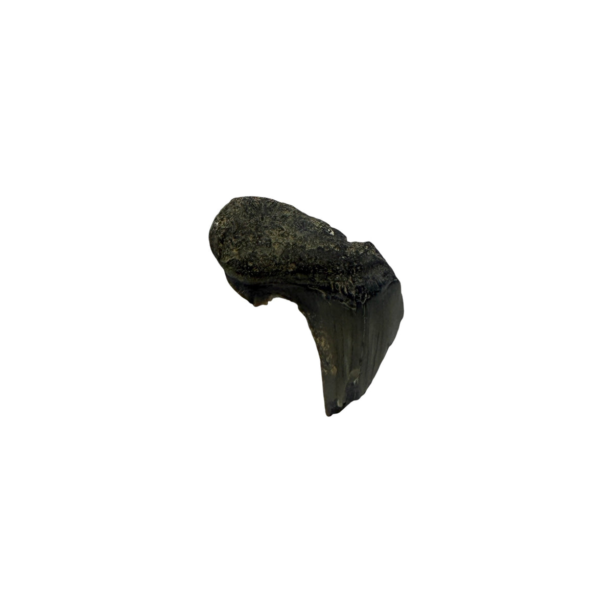 Fossil Shark Tooth (Angustidens Fragment)