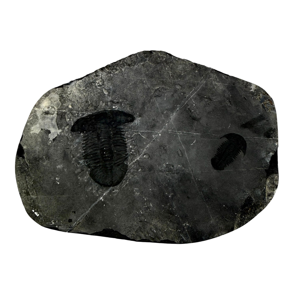 Annamitella liexiensis Trilobite Pair