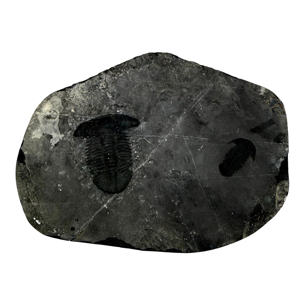 Annamitella liexiensis Trilobite Pair