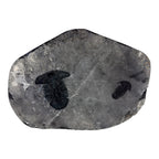 Annamitella liexiensis Trilobite Pair