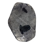 Annamitella liexiensis Trilobite Pair