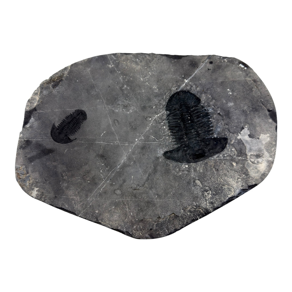 Annamitella liexiensis Trilobite Pair