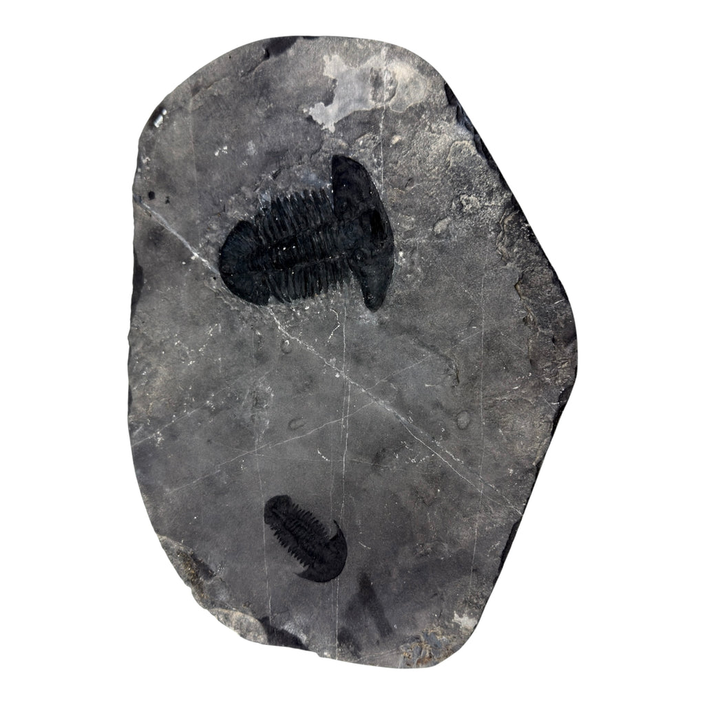 Annamitella liexiensis Trilobite Pair