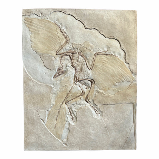 Skeleton Replica (Archaeopteryx)