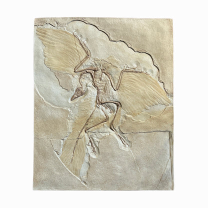 Skeleton Replica (Archaeopteryx)