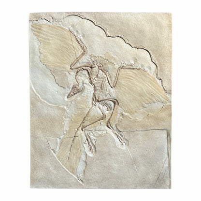 Skeleton Replica (Archaeopteryx)