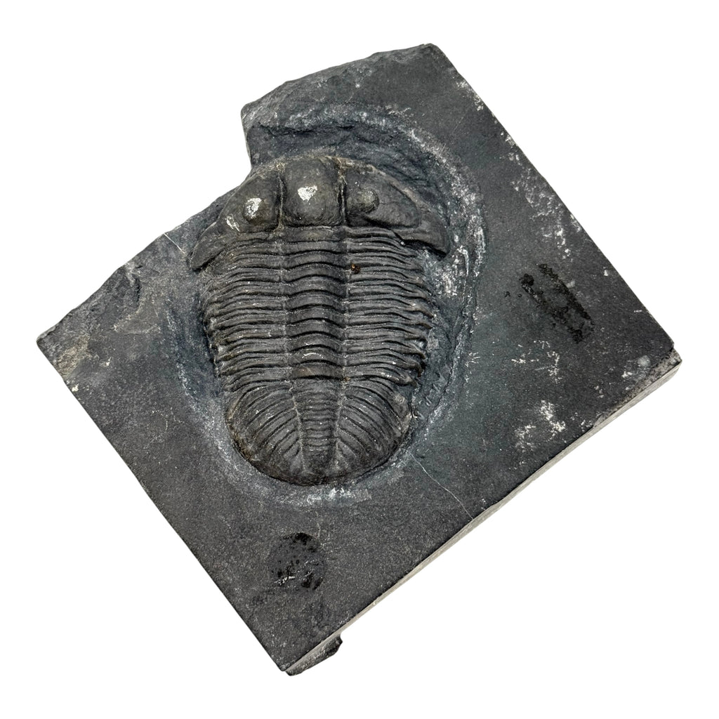 Asaphiscus wheeleri Trilobite