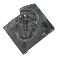 Asaphiscus wheeleri Trilobite