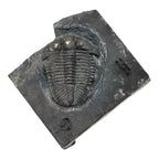 Asaphiscus wheeleri Trilobite