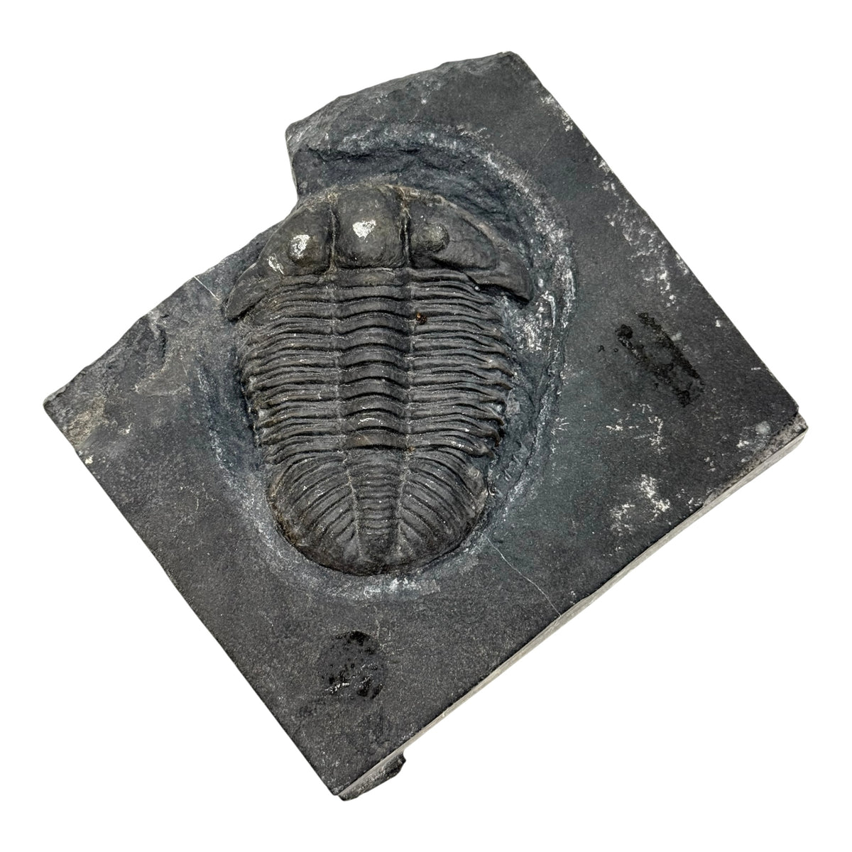 Asaphiscus wheeleri Trilobite