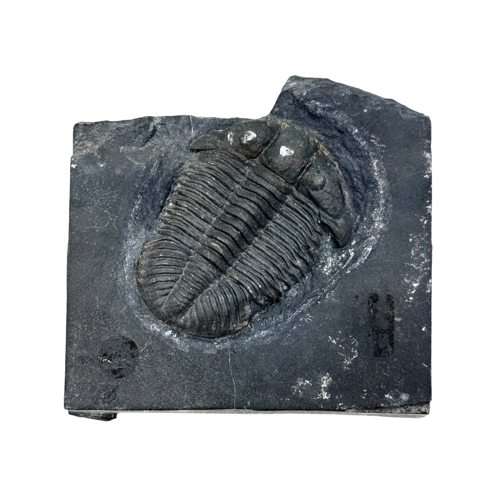 Asaphiscus wheeleri Trilobite