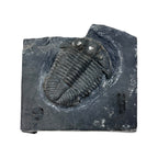 Asaphiscus wheeleri Trilobite