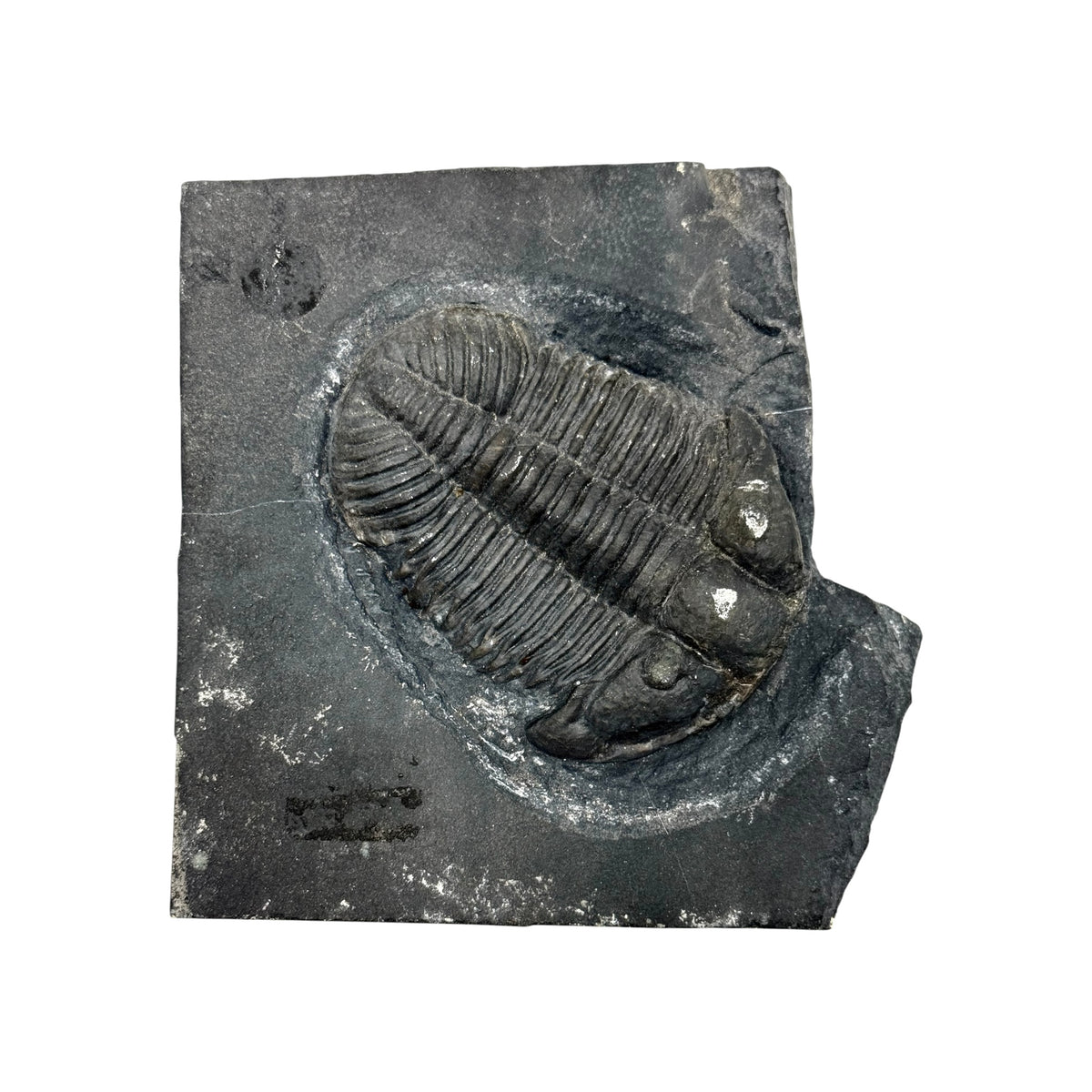 Asaphiscus wheeleri Trilobite