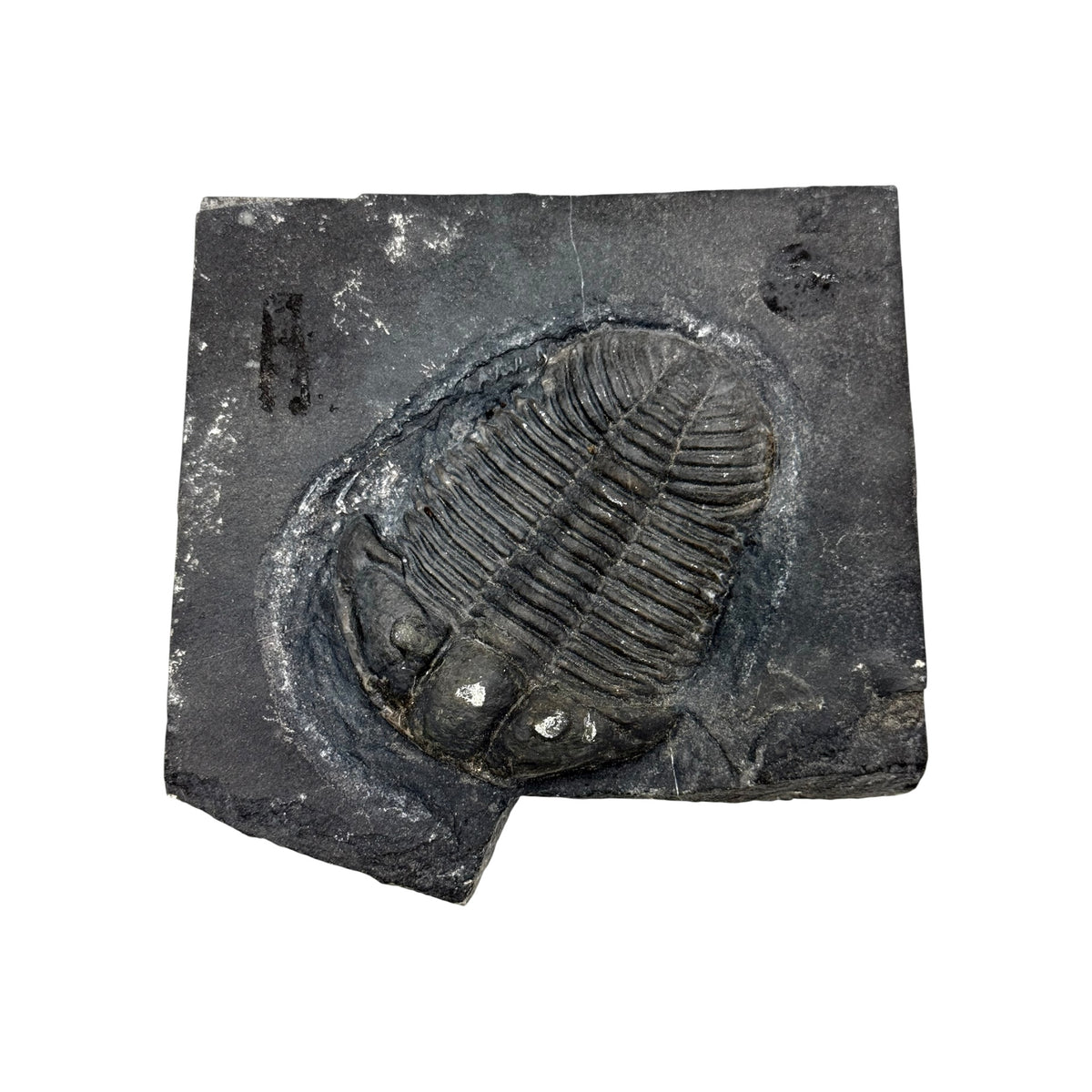 Asaphiscus wheeleri Trilobite