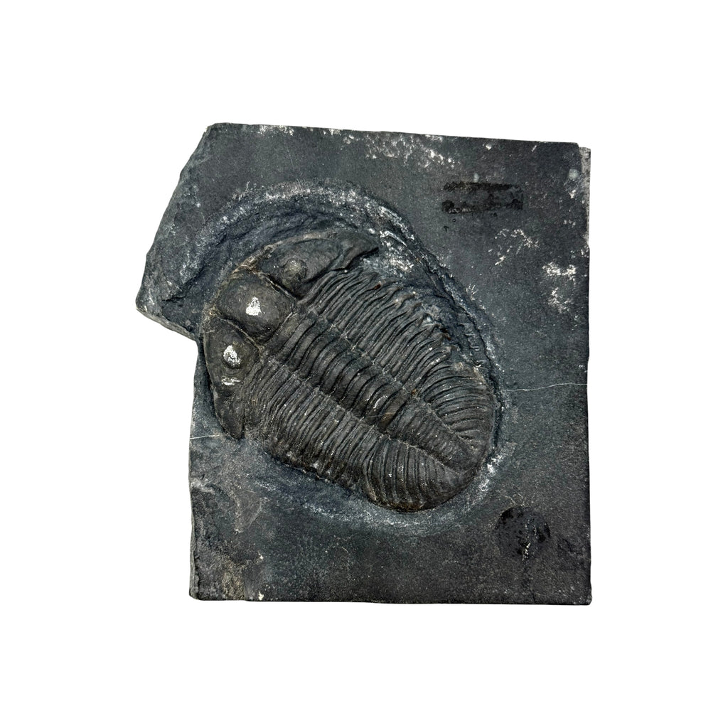 Asaphiscus wheeleri Trilobite