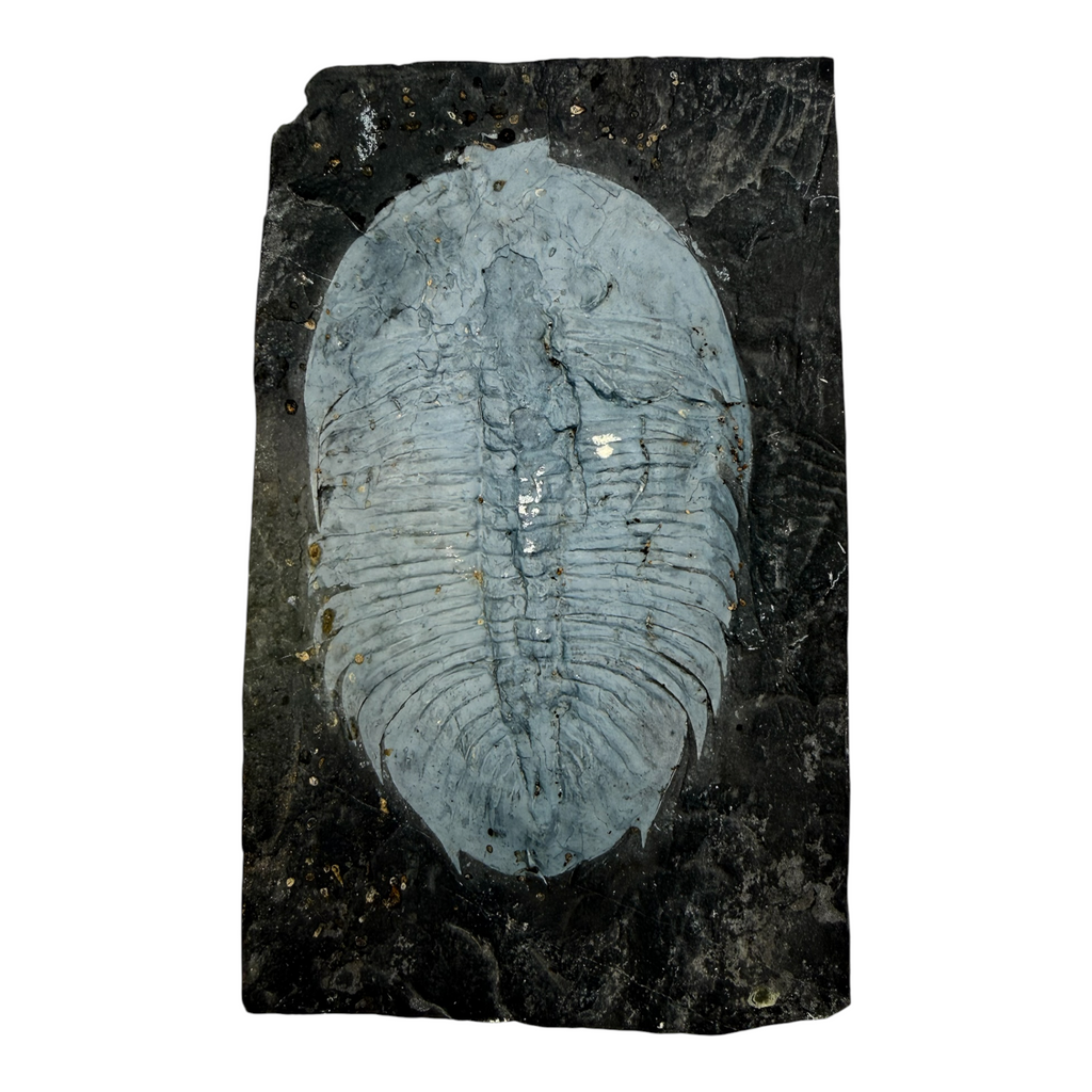 Asaphopsoides yongshunensis Trilobite