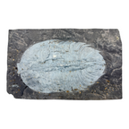 Asaphopsoides yongshunensis Trilobite
